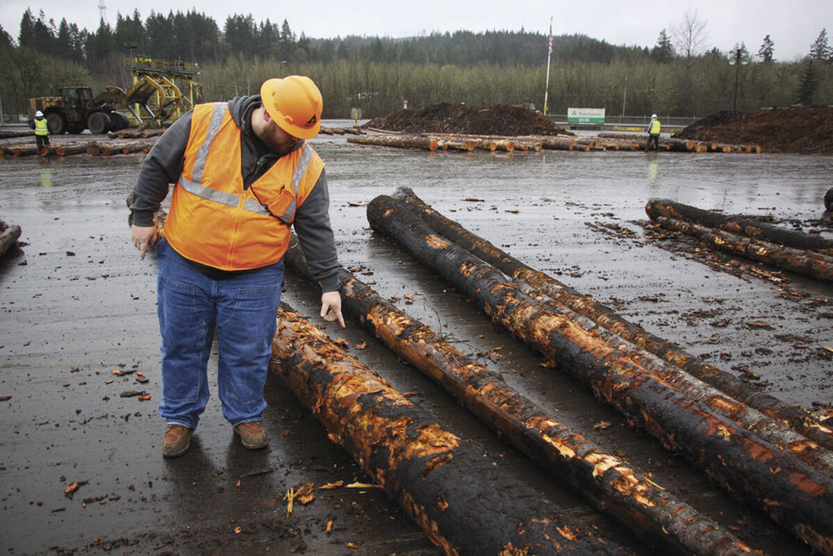 Timber Conservation Methods Saving Timber - The New Era