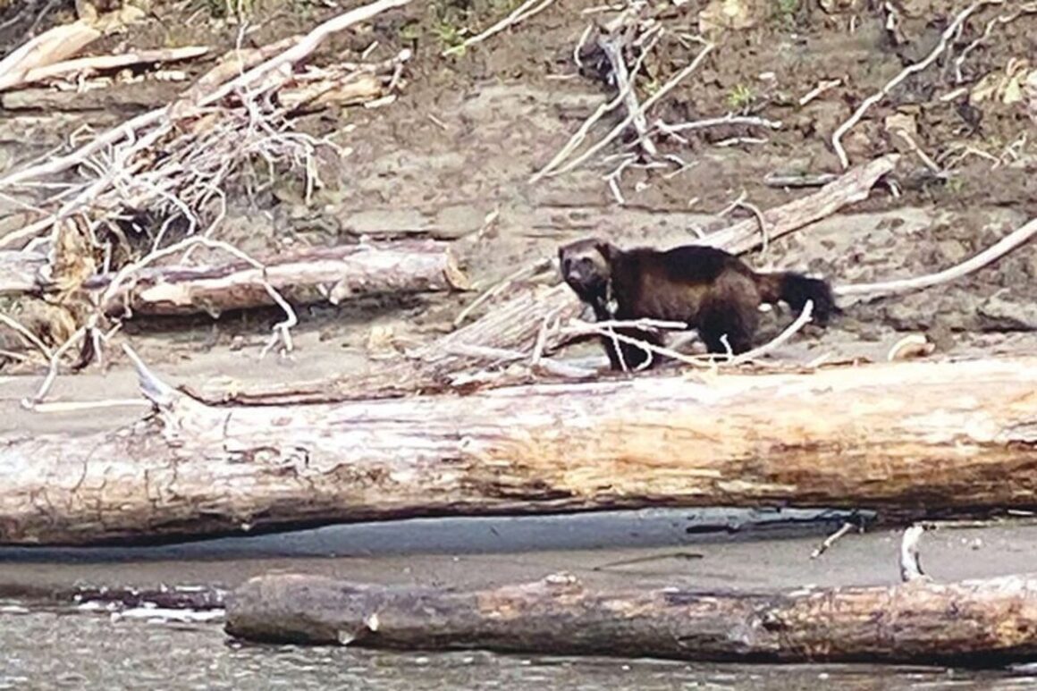 Gulo Rang Wolverine spotted along Columbia River - The New Era