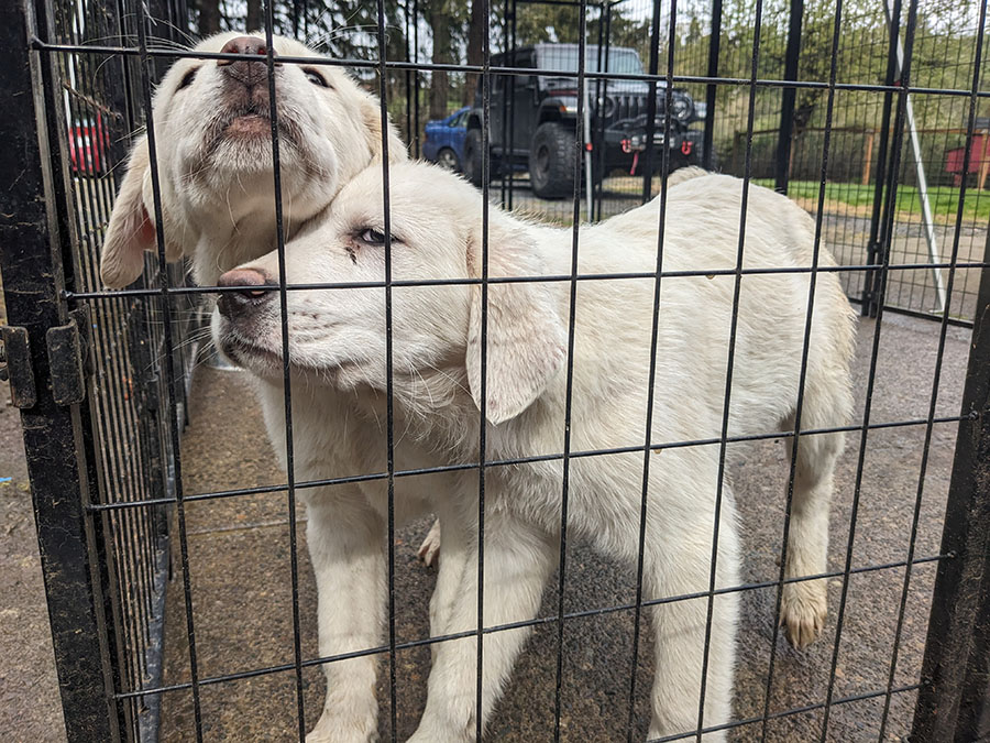 New Local Dog Rescue Receives Abandoned Rare Breed - The New Era