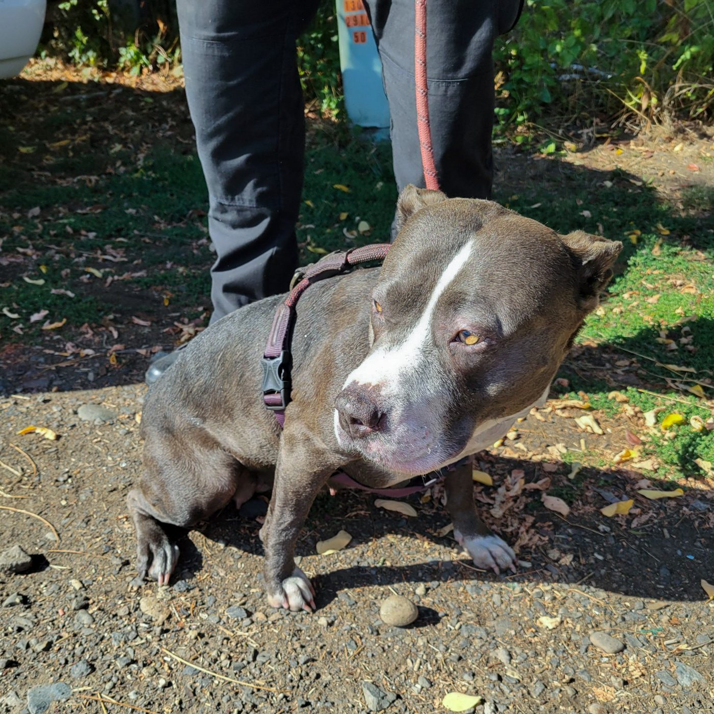 Multi-Agency Response Saves Life of Pitbull - The New Era