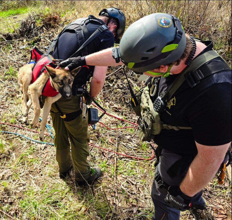 Basic Rescue Dog Police, Search and Rescue members, rescue dog in SH - The New Era
