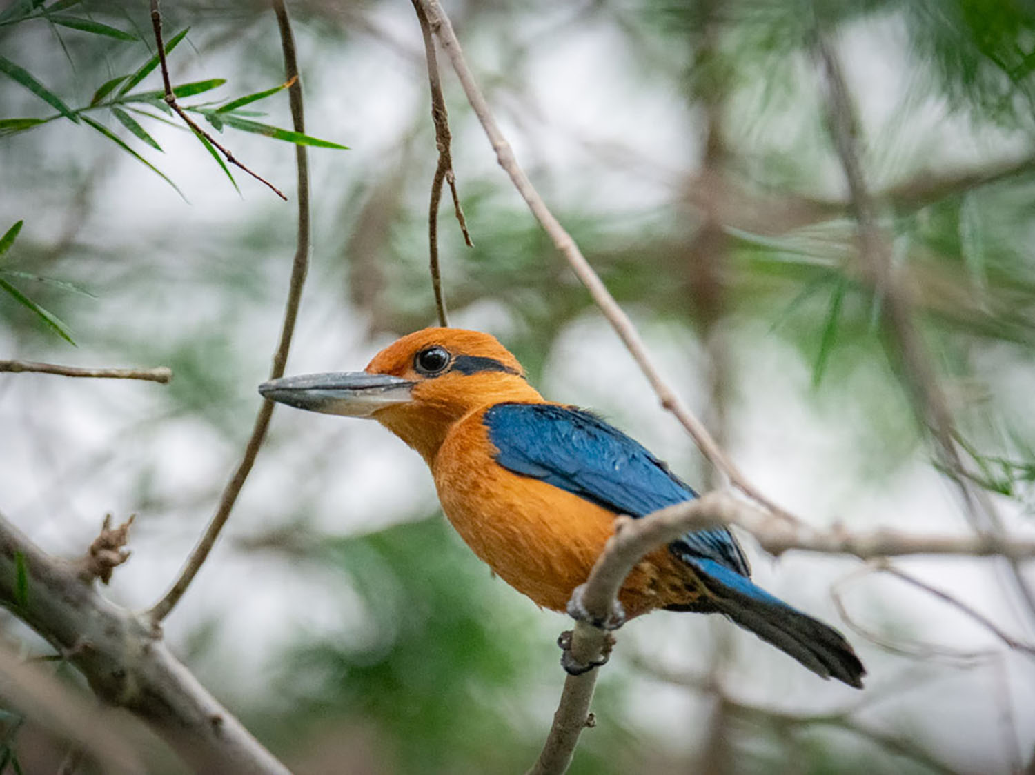 Zoo breeds hope for one of world’s rarest birds