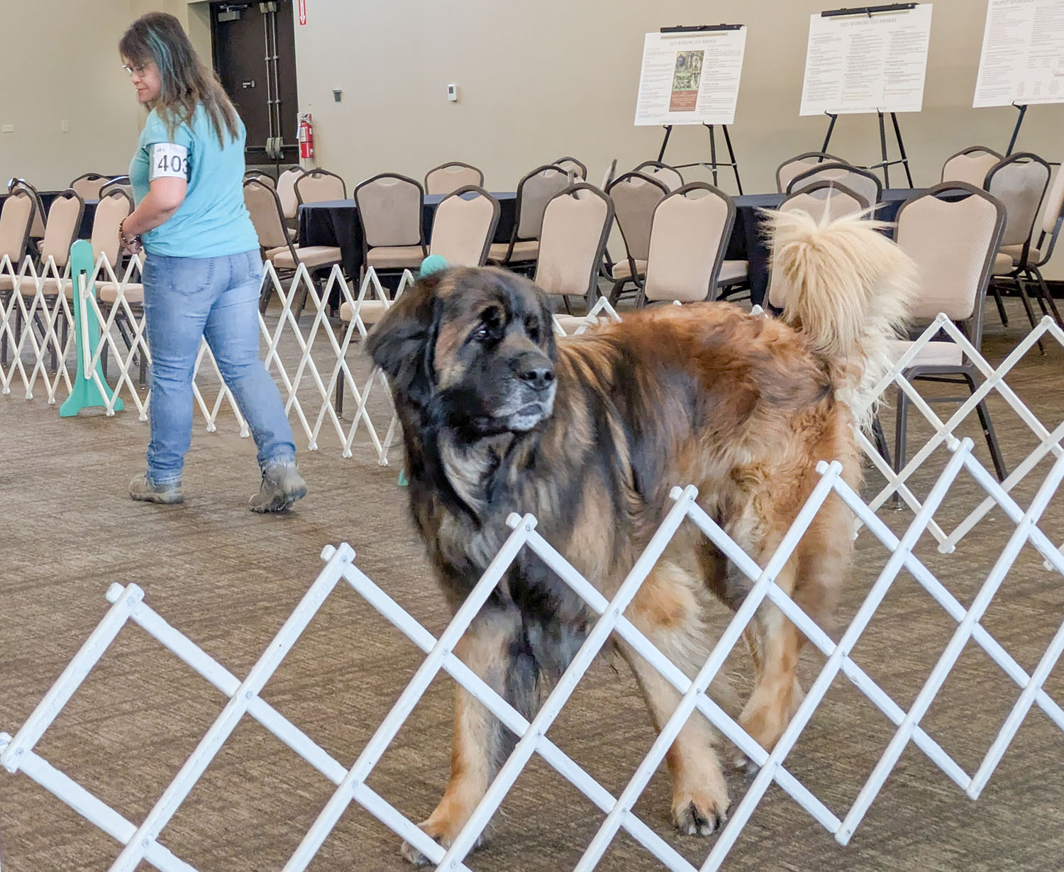 Leonberger owners visit Lebanon for national dog show