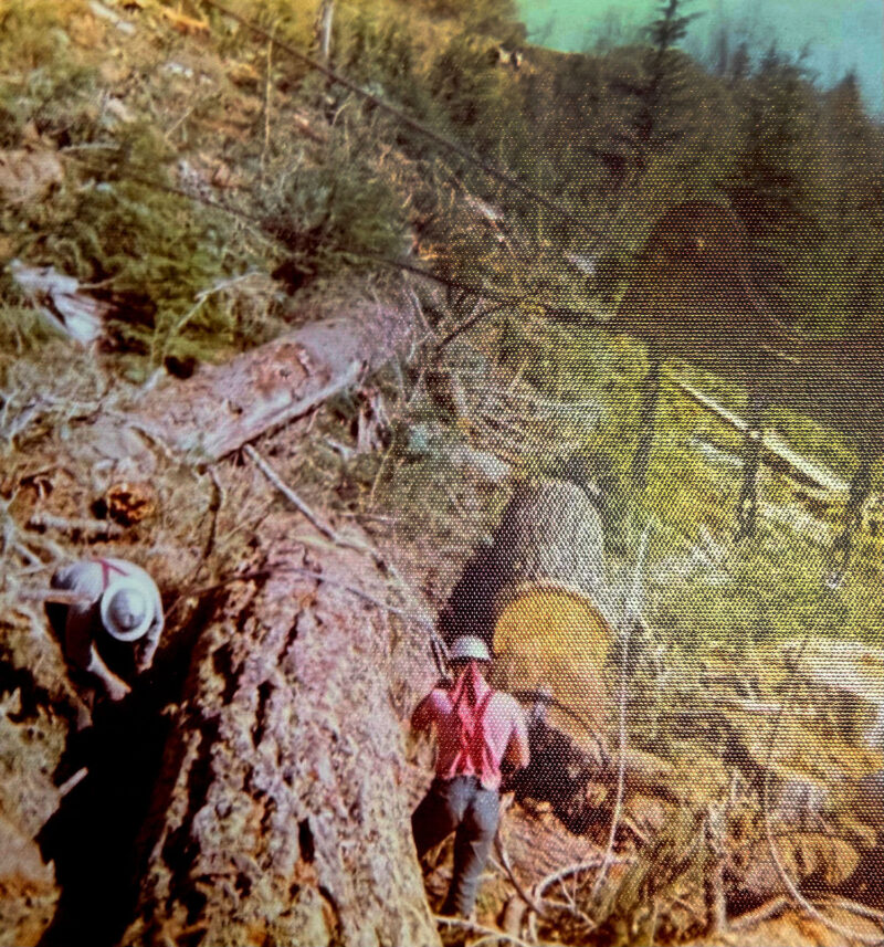 Timber Processing Decks After 50 years, logger Richard Malusky still loves woods - The New Era